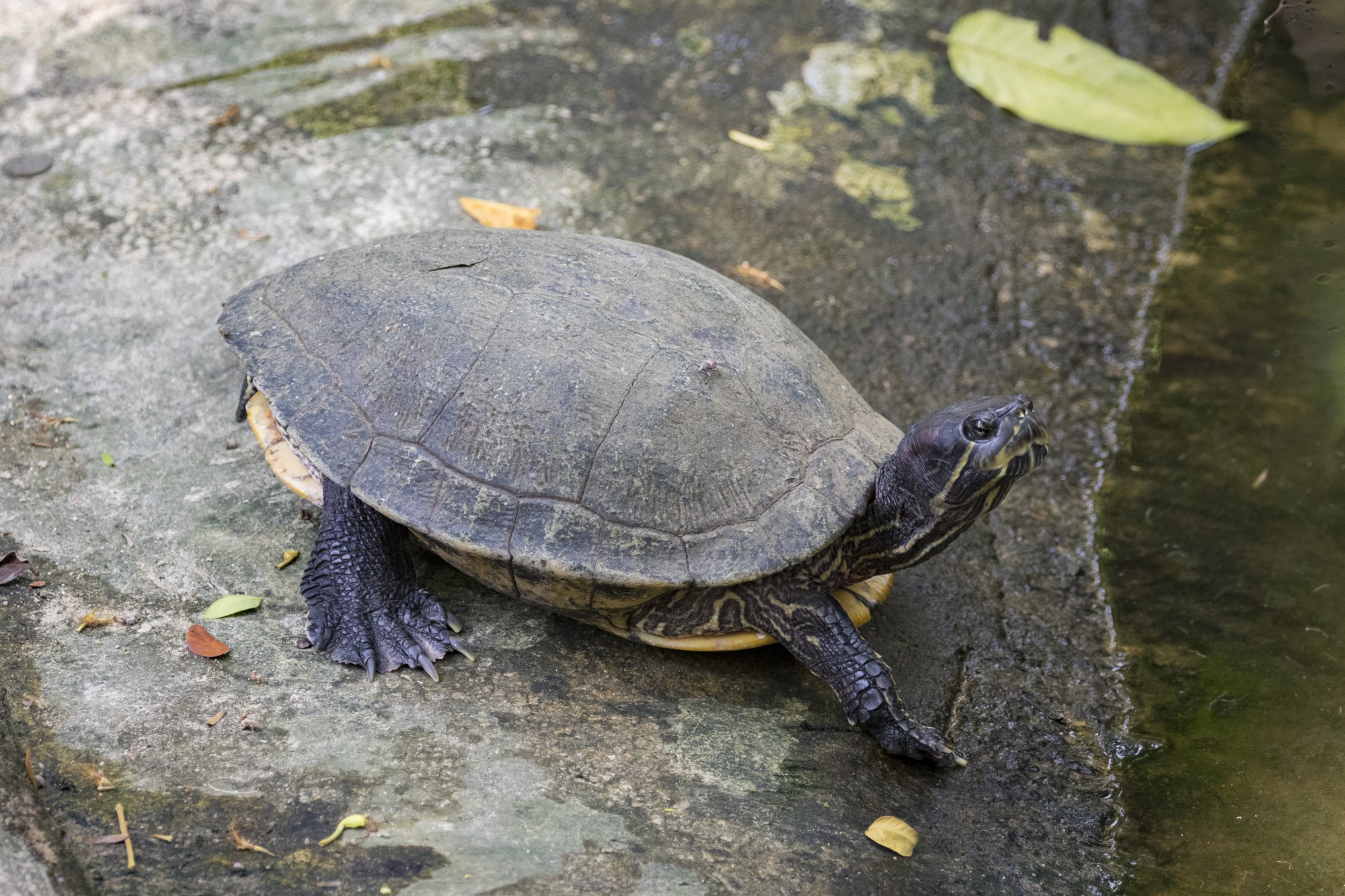 browning-citori-hunter-grade-1-28ga-2-75-26-image-eastern-chicken-turtle-thailand_132416-1333-4 Browning Citori Hunter Grade 1 28 Gauge Shotgun