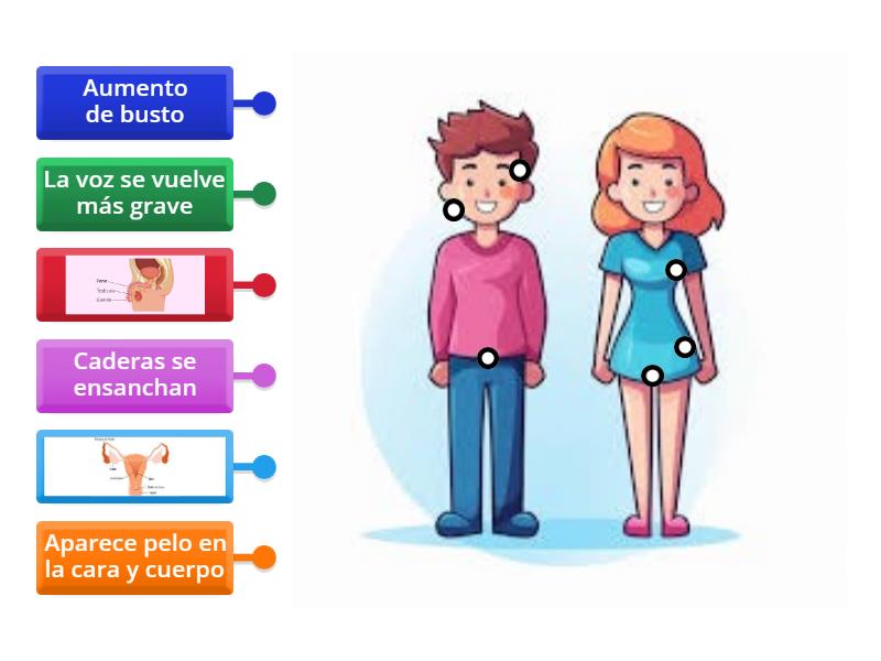 Los caracteres sexuales - Diagrama con etiquetas