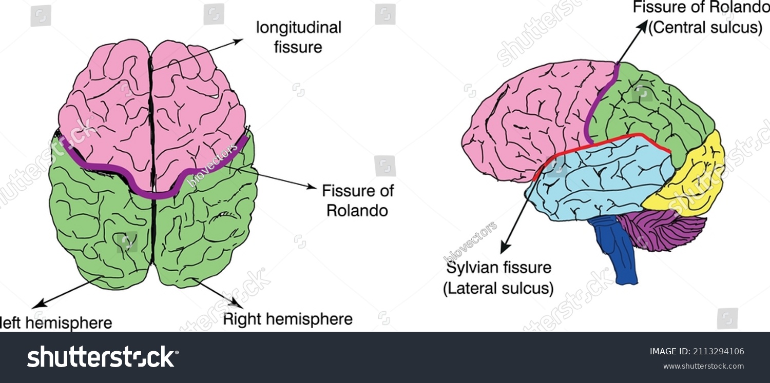 cha-73840-undercover-38-2-2in-ss-stock-vector-brain-fissure-diagram-sylvian-rolando-longitudinal-sulcus-2113294106-9 CHA Undercover SS .38 Revolver