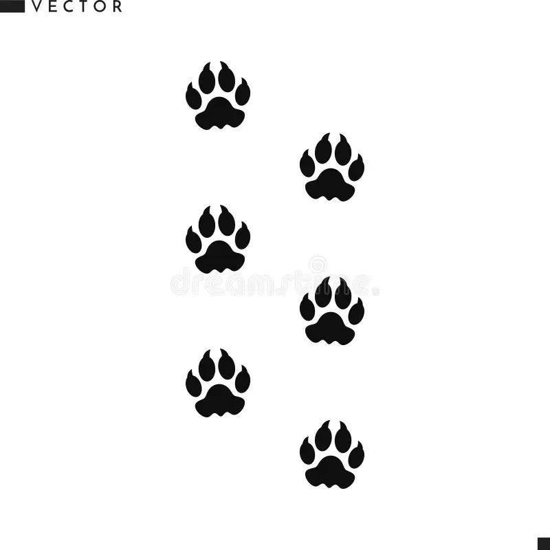 Silhueta De Pegadas De Leão. Vetor De Pegada Animal. Pista De Leão