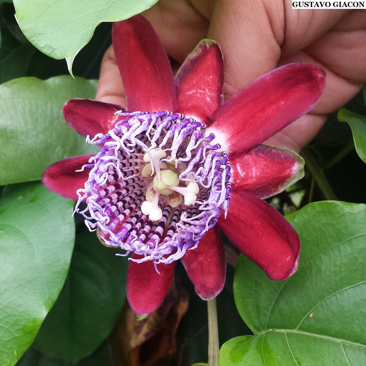 Viveiro Ciprest - Plantas Nativas e Exóticas: Maracuja Doce Amarelo