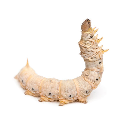 LMT 12" Pistol Grip M203 40MM Grenade Launcher LMT 12" Pistol Grip M203 40MM Grenade Launcher