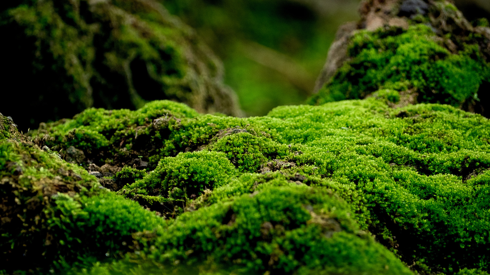 Beautiful,Green,Moss,On,The,Floor,,Moss,Closeup,,Macro.,Beautiful Mossberg 500 12 Gauge 28" Accu-Wal Shotgun
